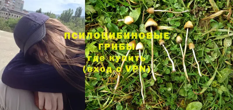 ОМГ ОМГ онион  Спасск  Галлюциногенные грибы Psilocybe 